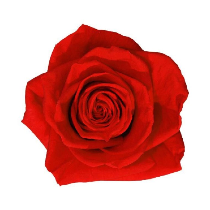 SCATOLA 4 ROSE ROSSO PREMIUM